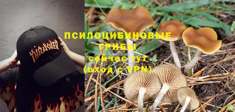 Галлюциногенные грибы MAGIC MUSHROOMS  гидра как зайти  Прохладный 